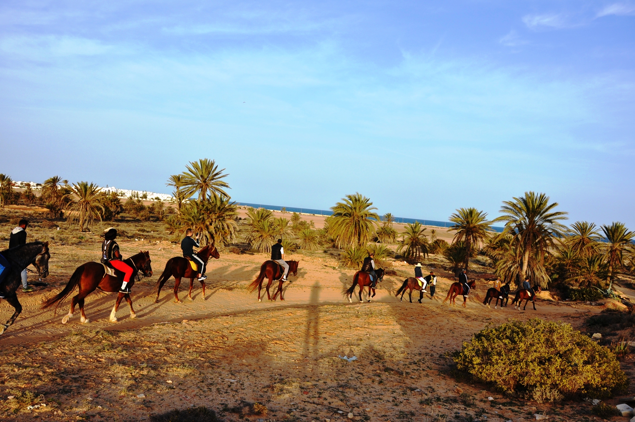 BALADE CHEVAL DJERBA