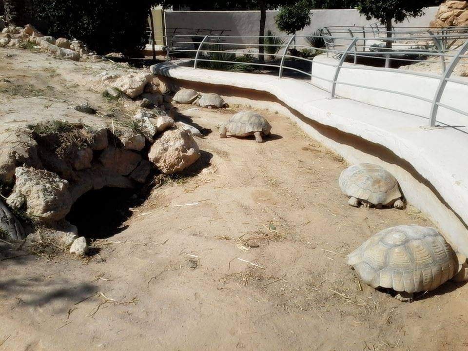 Parc crocodile Djerba