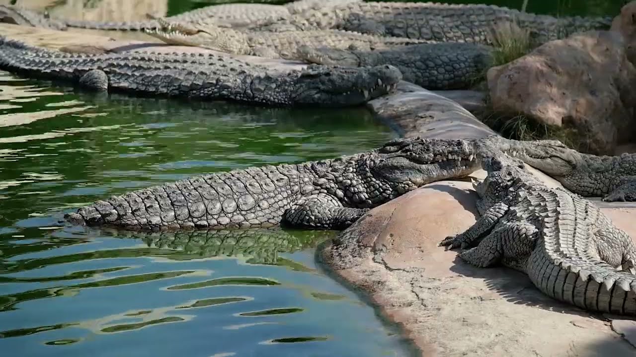 Parc crocodile Djerba