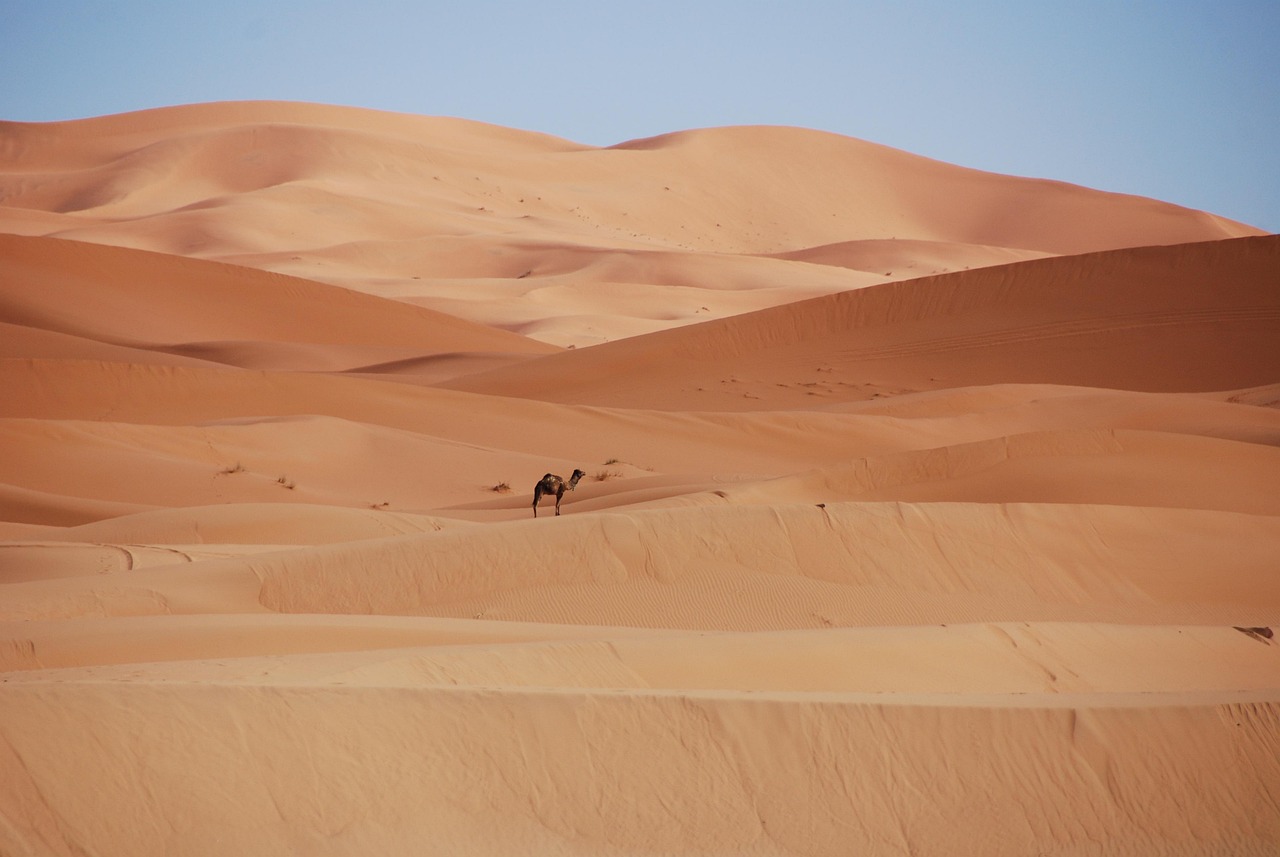 desert, nature, sand, dunes, morocco, golden sand, camel